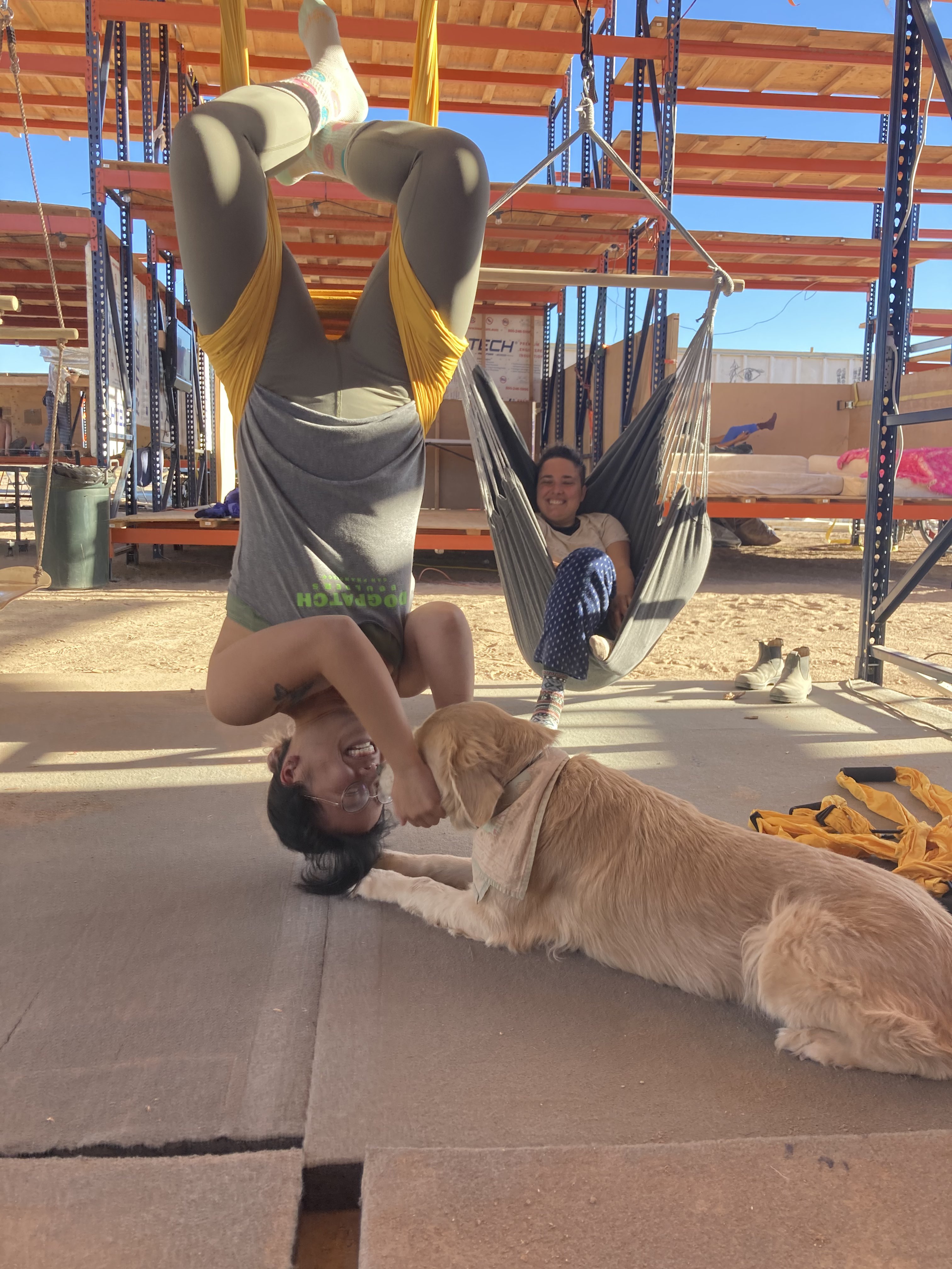 Cat hanging upside down class with dogs