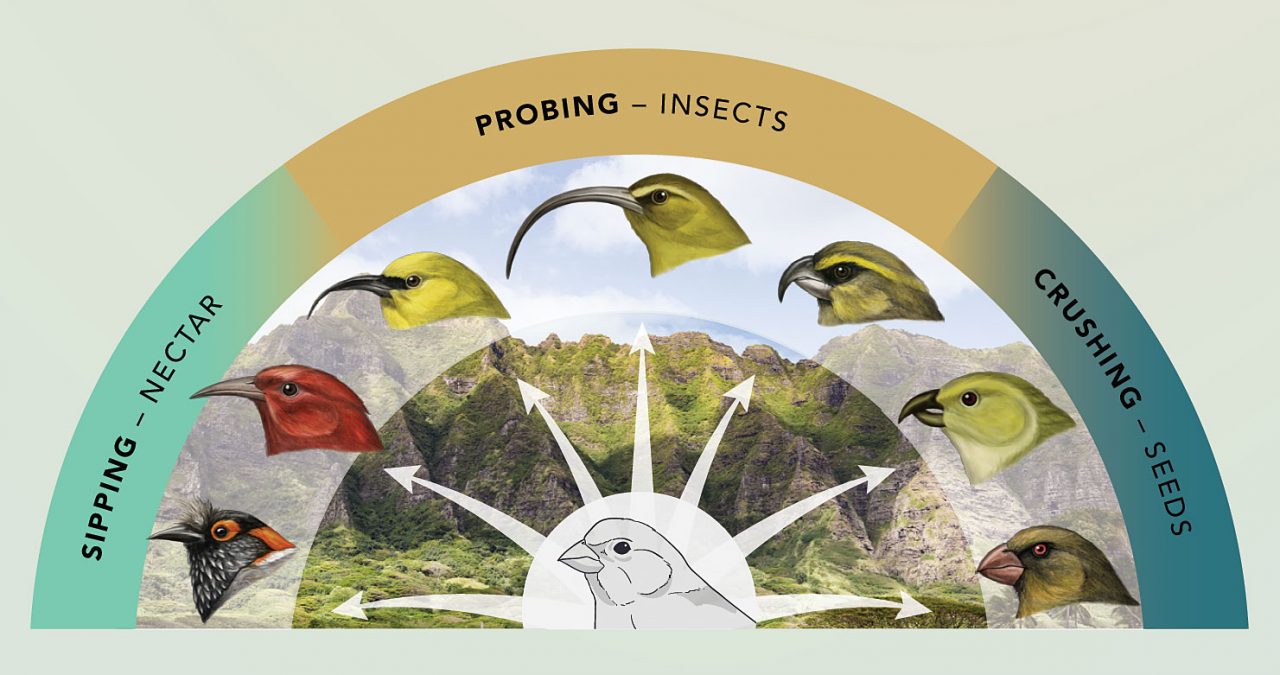 Source: https://www.allaboutbirds.org/news/why-evolution-goes-wild-on-islands-the-science-of-adaptive-radiation/